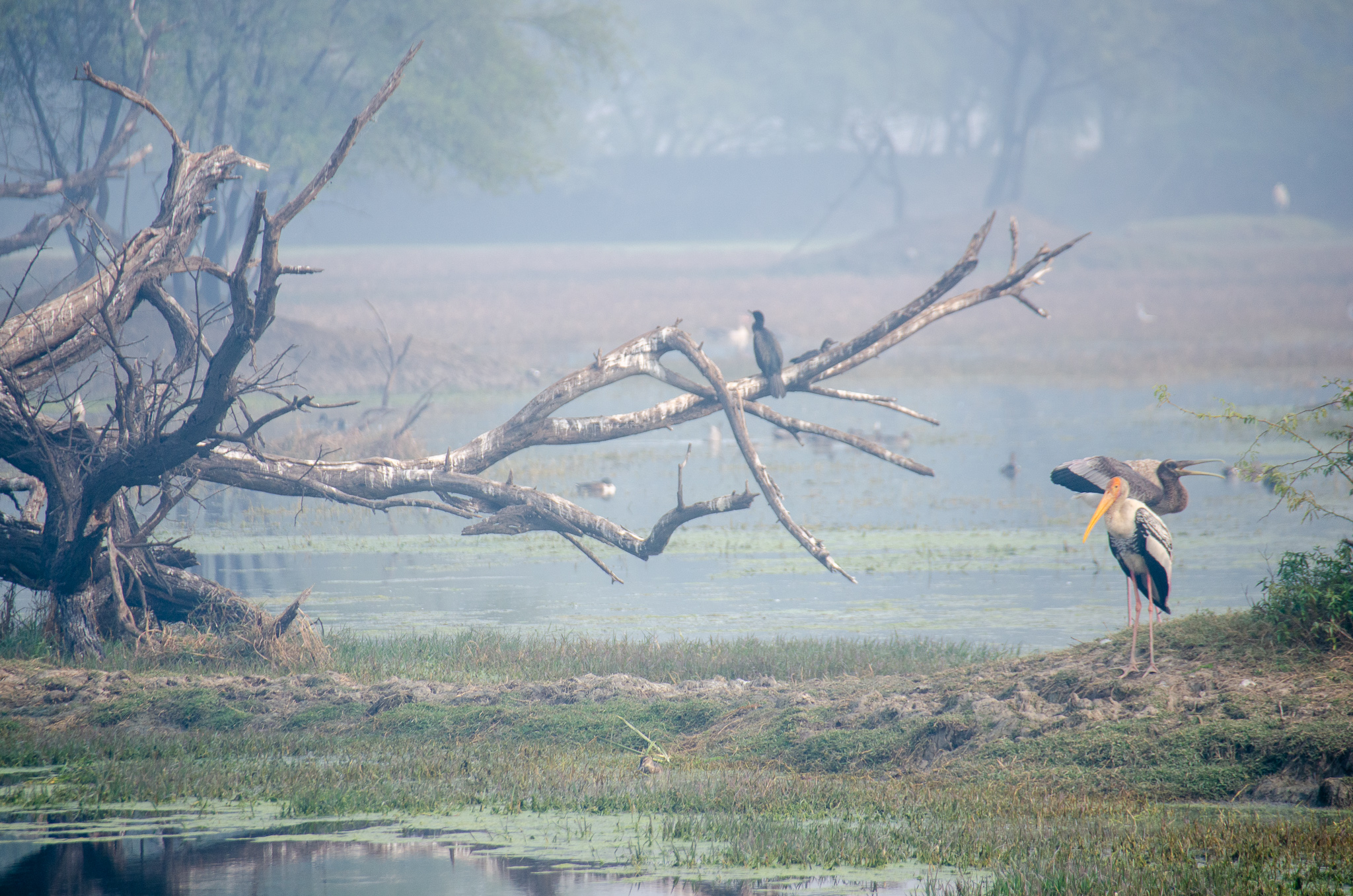 Bharatpur Bird Sanctuary, Marshes at Keolado National Park