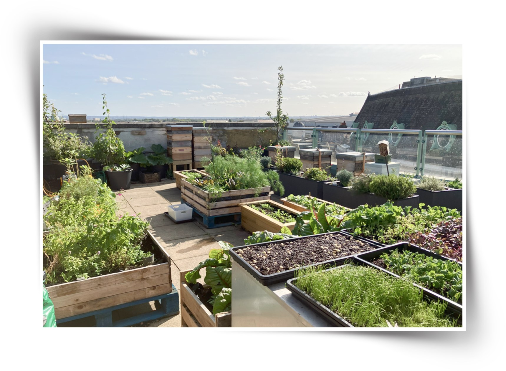 Rooftop terrace garden with raised planter boxes, lush vegetables and herbs, paved walkways, and city skyline views.