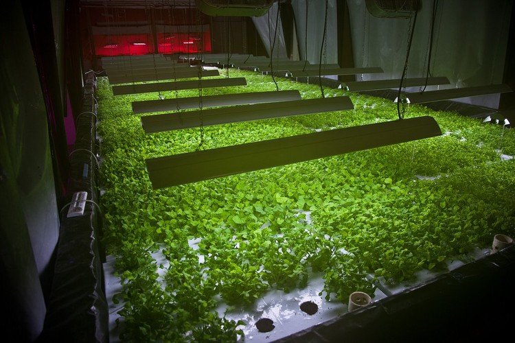 Factory Turned Urban Farm