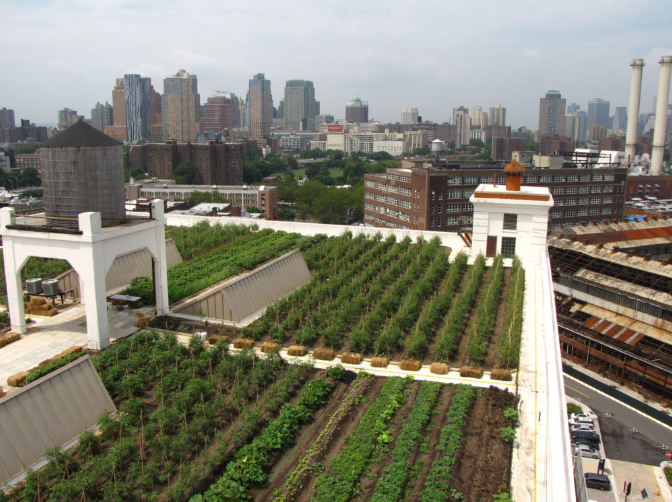 Brooklyn Grange Rooftop Farm 