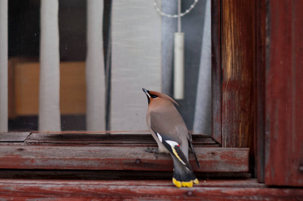 Bird near window panel