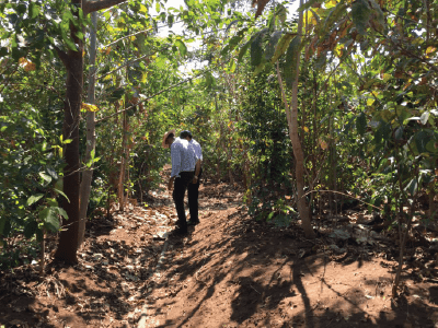 Miyawaki Forest Movement. 