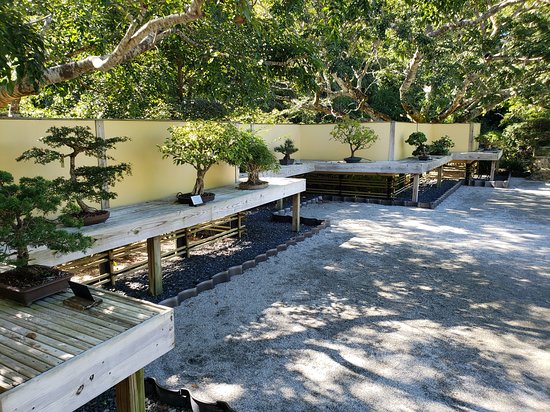 Bonsai trees or plants on display at human height level