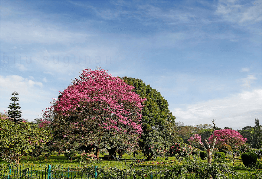 Cubbon Park in Bengaluru