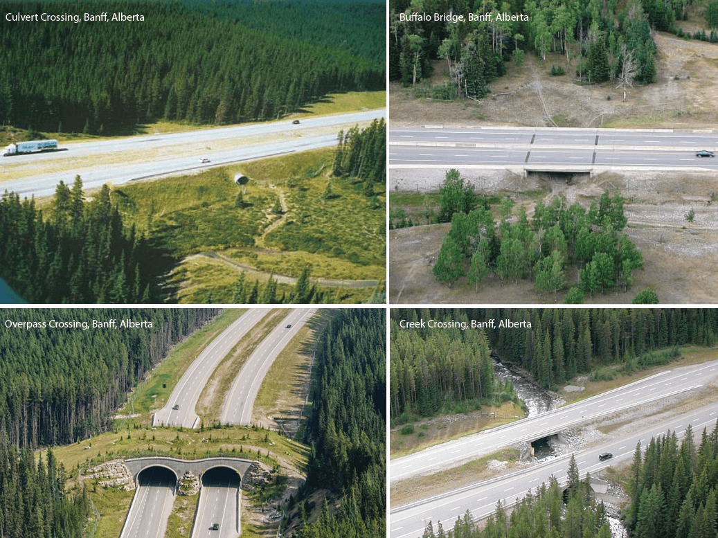 &nbsp; Banff Wildlife Crossings, Canada&nbsp;&nbsp;