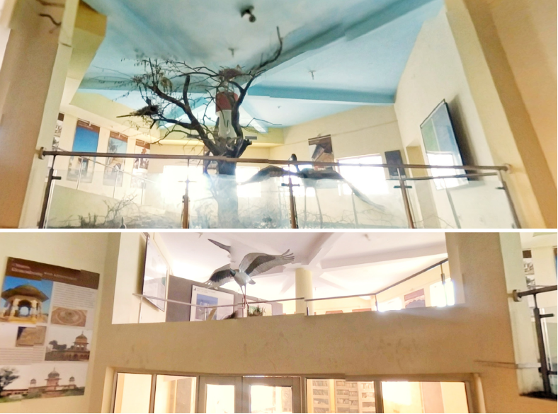 Salim Ali Museum, Bharatpur Sanctuary