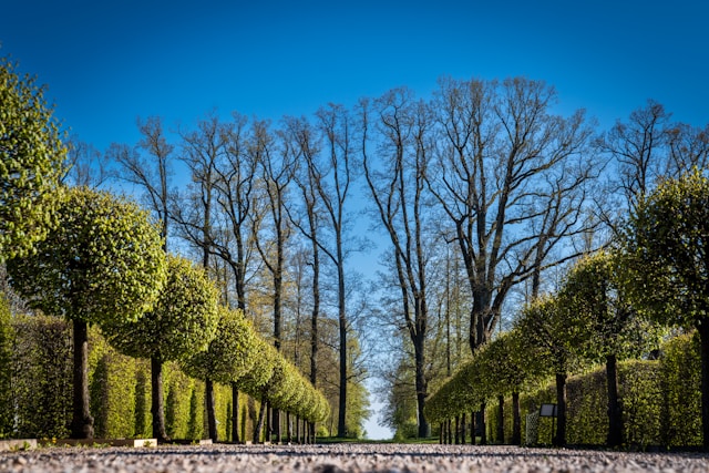 4 Plant Arrangement Techniques Used in Landscape Design