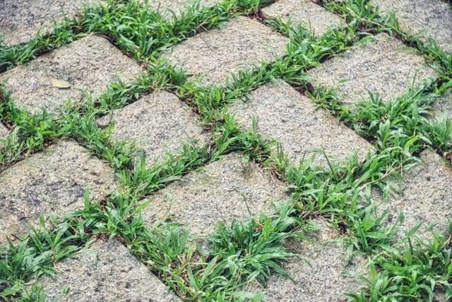 6 Grass and Paver Pattern Types in Landscape Design